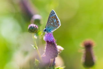 Female Common Blue butterfly Polyommatus icarus pollinating closeup