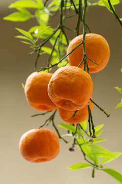 Ripe orange mandarine citrus fruit hanging on tree