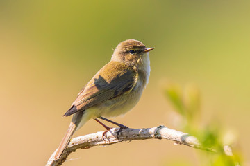 Common chiffchaff bird Phylloscopus collybita
