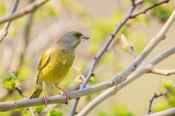 greenfinch male Chloris chloris bird singing