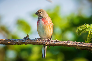 Linnet bird, Carduelis cannabina singing