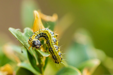 Box tree moth, Cydalima perspectalis
