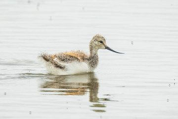 Pied Avocet Recurvirostra avosetta wader bird chick
