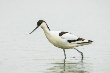 Pied Avocet, Recurvirostra avosetta, foraging