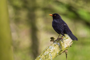 Male blackbird turdus merula perched in a tree