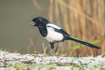 Eurasian magpie or common magpie Pica pic) walking on a meadow in a winter setting with snow