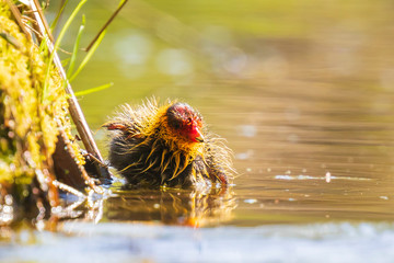 Coot chick Fulica atra swimming closeup