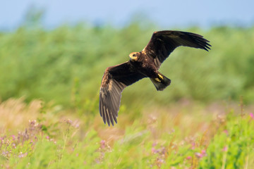 Female Western marsh harrier, Circus aeruginosus, in flight hunting closeup