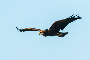 Western marsh harrier, Circus aeruginosus, hunting
