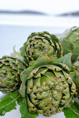 Obraz premium Bunch of fresh raw artichokes heads from artichoke plantation in Argolida, Greece ready to cook