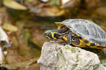 Yellow-bellied slider, land and water turtle, sunbathing in pond