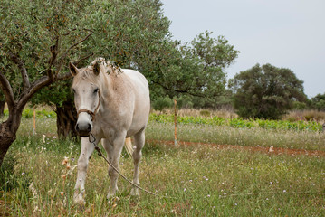 A White horse at the fields of Athens.