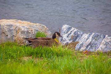 Close up of a duck with brown feathers and bright yellow band around its neck