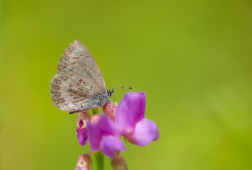 Blues Butterfly - Lycaenidae on Lathyrus