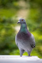 full body of speed racing pigeon bird standing against green blur background