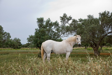 Fototapeta premium A White horse at the fields of Athens.