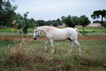A White horse at the fields of Athens.