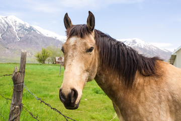 Close up of a brown horse with black mane beside a barbed wire fence