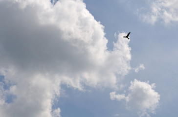 silhouette of flying red kite at cloudy sky