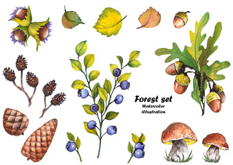Forest set with oak leaves, acorns, mushrooms, hazelnuts, pine cones, blueberries and leaves. Watercolor illustration on white background.