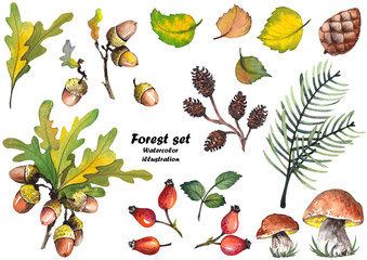 Forest set with oak leaves, acorns, mushrooms, red rosehip berries, pine cones and leaves. Watercolor illustration on white background.