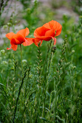 Obraz premium Poppy flowers. Meadow with wild poppy flowers, spring background.