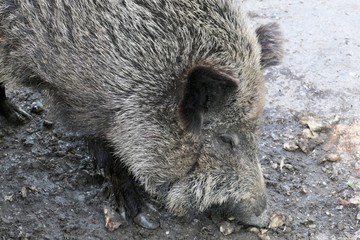 Wild pig looking for food - Sus scrofa