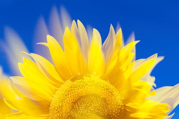 awesome sunflower III