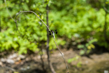 Dragonfly on a tree branch in a city park on a summer day