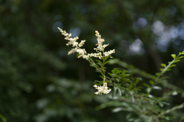 Flowers on a tree in a city park on a sunny June day