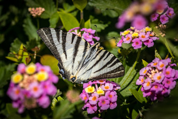 butterfly on flower