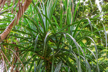 Obraz na płótnie Canvas Tahitian screwpine a.k.a. hala tree (Pandanus tectorius) leaves - Florida, USA