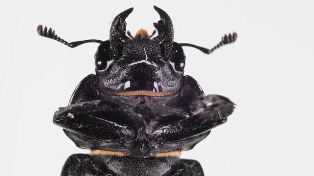 Large cockchafer head on white background. Active moving its legs. Extra close up, macro
