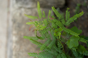 Grass on a background of stone in a city park on a summer day