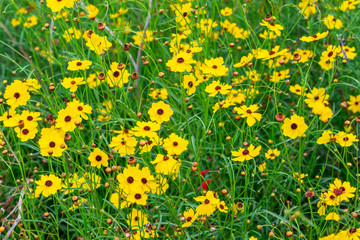Leavenworth's tickseed (Coreopsis leavenworthii) yellow flowers - Davie, Florida, USA