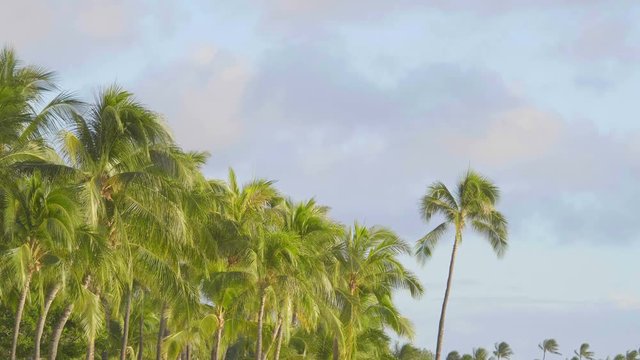 Palm trees background in 4k slow motion 60fps