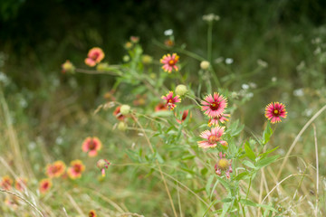 Meadow flowers in a city park on a sunny June day