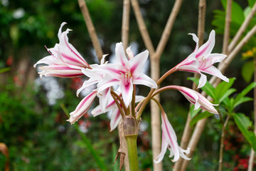 Pajama lily (Crinum kirkii) flowers - Florida, USA