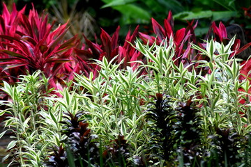 Fototapeta premium Flowers in Recife Botanical Garden