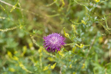 Meadow flowers in a city park on a sunny June day