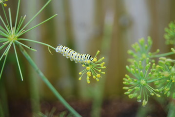 closeup of swallowtail butterfly caterpillar