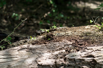 Young grass on a fallen tree trunk in a city park on a summer day