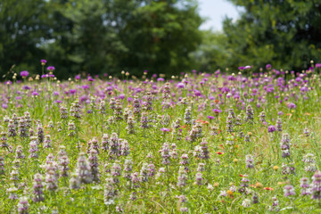 Blooming meadow in a city park on a sunny june day