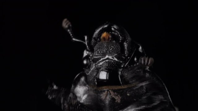 Large cockchafer head on black background. Active moving its legs. Macro