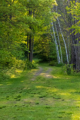 Meadow with path leading into a midwestern forest in the Northwoods