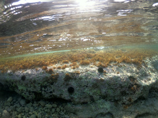 Underwater photo of world famous crystal clear sea of Mykonos island, Cyclades, Greece