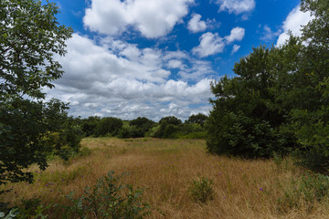 Meadow and trees under a cloudy sky in a city park on a sunny June day