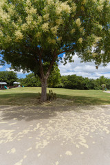 Blooming tree in the city park on a sunny june day