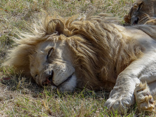 Slipping across the White Lion