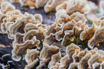 Abstract of Wavy Fungus